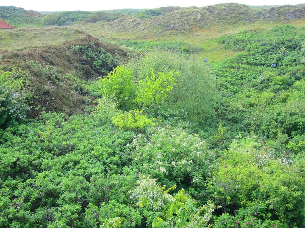 Schwalbennest – Foto 2